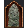 SWEET SOMA 100% FEMINIZADA (5 SEMILLAS) 00 SEEDS