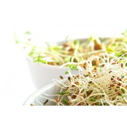 BROTE PARA GERMINAR DE COL LOMBARDA