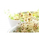 BROTE PARA GERMINAR DE COL LOMBARDA