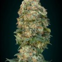 WHITE KUSH 100% FEMINIZADA (ADVANCED SEEDS)