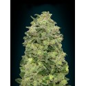 WHITE KUSH 100% FEMINIZADA (ADVANCED SEEDS)