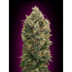 AUTO BLACK DIESEL 100% FEMENIZADA (ADVANCED SEEDS)