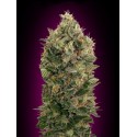 WHITE KUSH 100% FEMINIZADA (ADVANCED SEEDS)