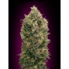 AUTO BLACK DIESEL 100% FEMENIZADA (ADVANCED SEEDS)