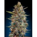 WHITE KUSH 100% FEMINIZADA (ADVANCED SEEDS)