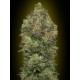 AUTO CRITICAL SOMA 100% FEMINIZADA (ADVANCED SEEDS)