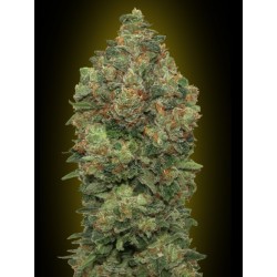 AUTO CRITICAL SOMA 100% FEMINIZADA (ADVANCED SEEDS)