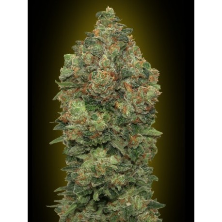 AUTO CRITICAL SOMA 100% FEMINIZADA (ADVANCED SEEDS)