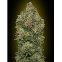 WHITE KUSH 100% FEMINIZADA (ADVANCED SEEDS)