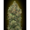 AUTO CRITICAL SOMA 100% FEMINIZADA (ADVANCED SEEDS)