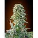 WHITE KUSH 100% FEMINIZADA (ADVANCED SEEDS)