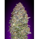 WHITE KUSH 100% FEMINIZADA (ADVANCED SEEDS)