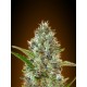 AUTO SOMANGO 100% FEMINIZADA (ADVANCED SEEDS)