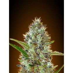 AUTO SOMANDO 100% FEMINIZADA (ADVANCED SEEDS)