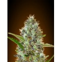 WHITE KUSH 100% FEMINIZADA (ADVANCED SEEDS)