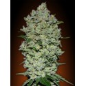 WHITE KUSH 100% FEMINIZADA (ADVANCED SEEDS)