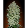 AUTO BIODIESEL MASS 100% FEMINIZADA (ADVANCED SEEDS)