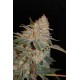 BLACK DIESEL 100% FEMINIZADA (ADVANCED SEEDS)