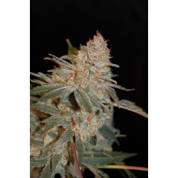 BLACK DIESEL 100% FEMINIZADA (ADVANCED SEEDS)