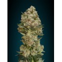 WHITE KUSH 100% FEMINIZADA (ADVANCED SEEDS)