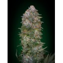 WHITE KUSH 100% FEMINIZADA (ADVANCED SEEDS)