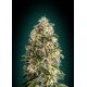 HEAVY BUD 100% FEMINIZADA (ADVANCED SEEDS)