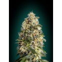 WHITE KUSH 100% FEMINIZADA (ADVANCED SEEDS)