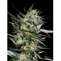 WHITE KUSH 100% FEMINIZADA (ADVANCED SEEDS)