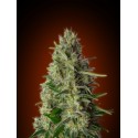 WHITE KUSH 100% FEMINIZADA (ADVANCED SEEDS)