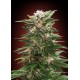 KAYA 47 100% FEMINIZADA (ADVANCED SEEDS)