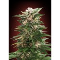 WHITE KUSH 100% FEMINIZADA (ADVANCED SEEDS)