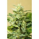 WHITE KUSH 100% FEMINIZADA (ADVANCED SEEDS)