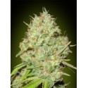 WHITE KUSH 100% FEMINIZADA (ADVANCED SEEDS)