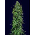 WHITE KUSH 100% FEMINIZADA (ADVANCED SEEDS)