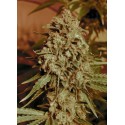 WHITE KUSH 100% FEMINIZADA (ADVANCED SEEDS)
