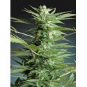 WHITE KUSH 100% FEMINIZADA (ADVANCED SEEDS)