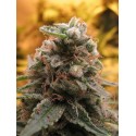 WHITE KUSH 100% FEMINIZADA (ADVANCED SEEDS)