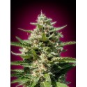 AUTO TOP-69 100% FEMINIZADA (ADVANCED SEEDS)