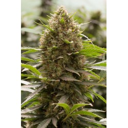 AMNESIA KUSH 100% DINAFEM