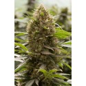 Bubba Kush Auto