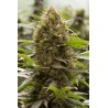 AMNESIA KUSH 100% DINAFEM