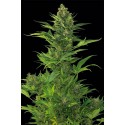 Bubba Kush Auto