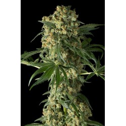 Big Kush