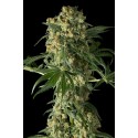Bubba Kush Auto