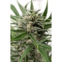 Bubba Kush Auto