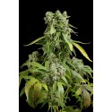 Bubba Kush Auto