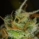 Blue Critical Auto