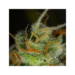 Blue Critical Auto