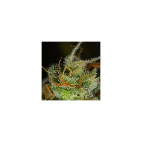 Blue Critical Auto
