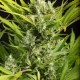 Blue Critical Auto